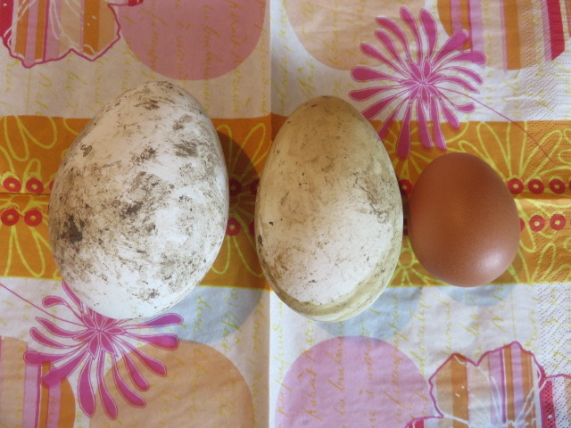 鶏とガチョウの卵