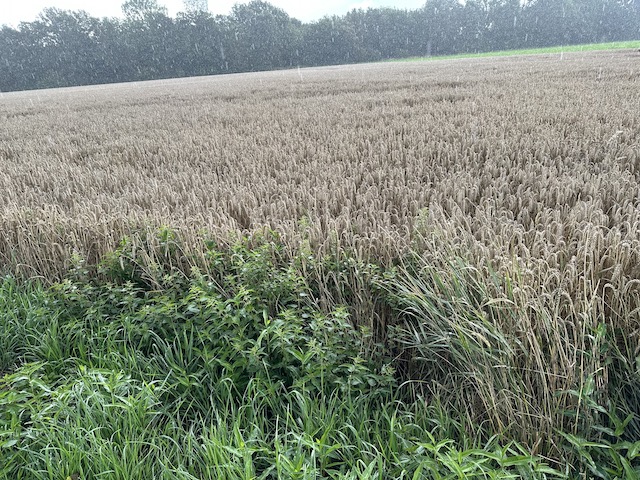 雨の多い年の麦畑